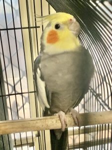 Cockatiel – Loganlea