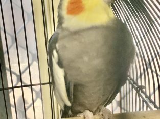 Cockatiel – Loganlea