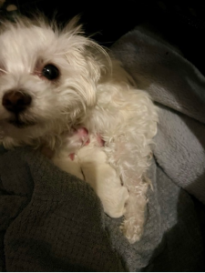 Maltese – Andriana Asprov