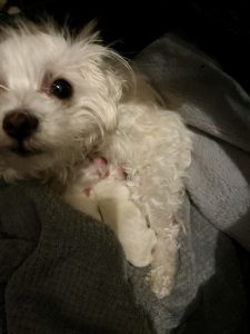 Maltese – Andriana Asprov