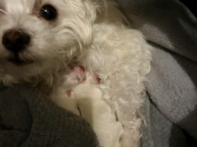 Maltese – Andriana Asprov