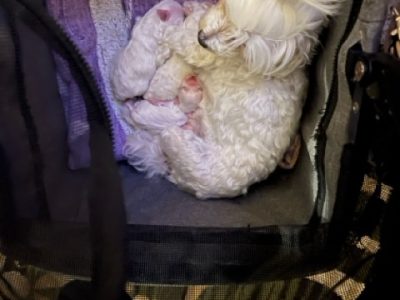 Maltese – Andriana Asprov