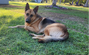 German Shepherd – Bundaberg Central