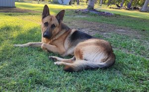 German Shepherd – Bundaberg Central