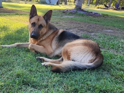 German Shepherd – Bundaberg Central