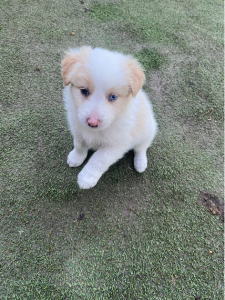 Border Collie – hayley harrison