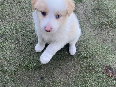 Border Collie – Devon Meadows