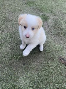 Border Collie – hayley harrison