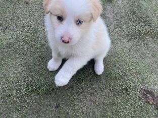 Border Collie – hayley harrison