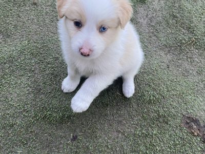 Border Collie – hayley harrison
