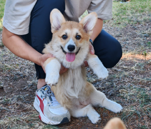 Corgi – ShibaStar Kennel