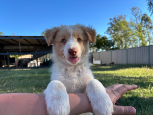 Border Collie – Beaudesert