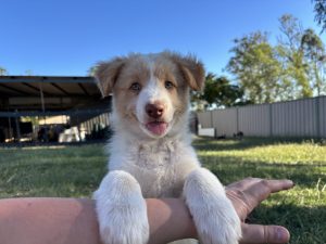 Border Collie – Beaudesert