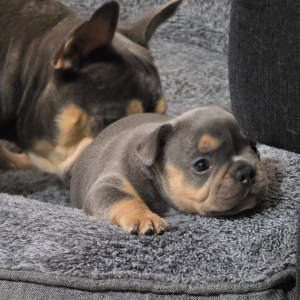 French Bulldog – Blacktown