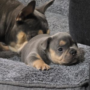 French Bulldog – Blacktown