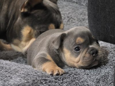 French Bulldog – Blacktown