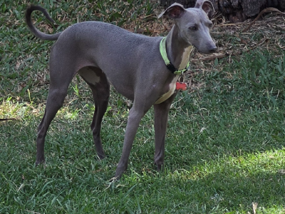 Italian Greyhound – Ipswich
