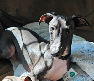 Italian Greyhound – Ipswich
