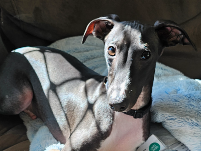 Italian Greyhound – Ipswich