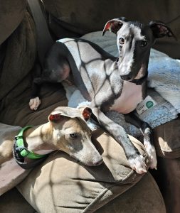 Italian Greyhound – Ipswich