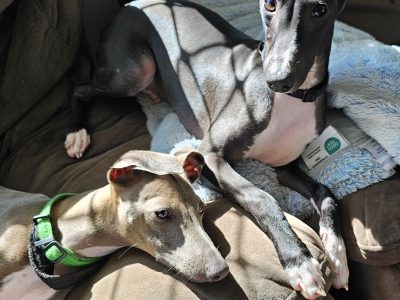 Italian Greyhound – Ipswich