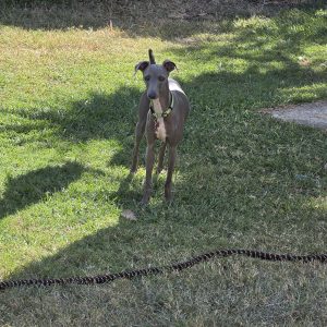 Italian Greyhound – Ipswich