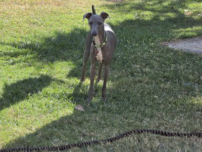 Italian Greyhound – Ipswich