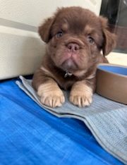 Dogs – Halls Creek