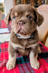 French Bulldog – Halls Head