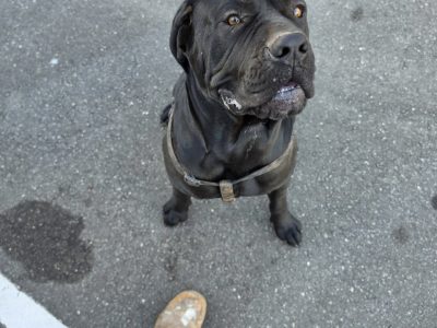 Neapolitan Mastiff – Strathalbyn