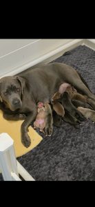 Neapolitan Mastiff – Strathalbyn