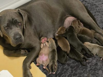 Neapolitan Mastiff – Strathalbyn