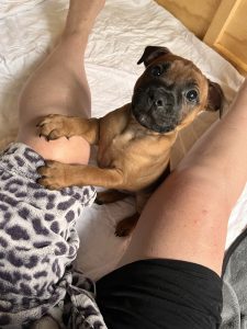 Staffordshire Bull Terrier – Lancefield