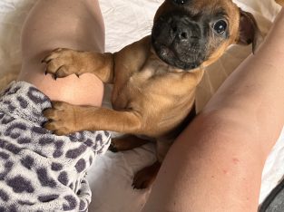 Staffordshire Bull Terrier – Lancefield