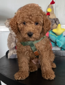 Cavoodle – Parklea