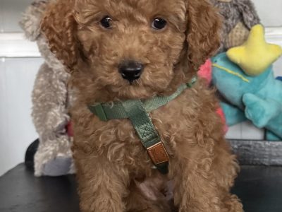 Cavoodle – Parklea