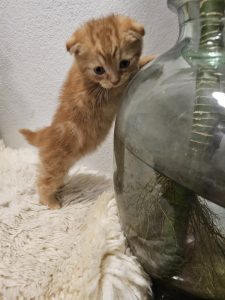 Scottish Fold – Fitzroy