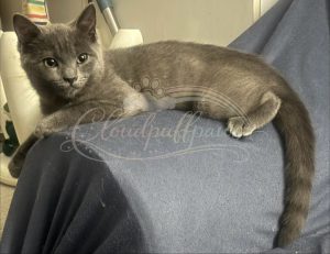 British Shorthair – Strathfield