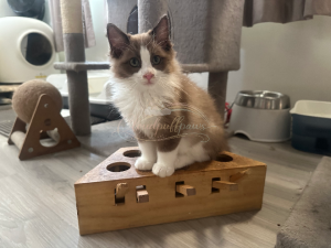 Ragdoll – Strathfield