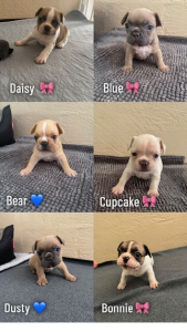 French Bulldog – Far North Queensland