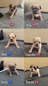 French Bulldog – Far North Queensland