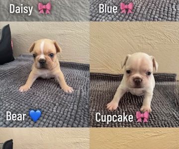 French Bulldog – Far North Queensland