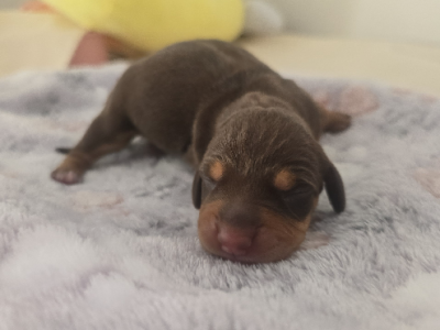 Miniature Dachshund – Imperialminidachshunds