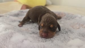 Miniature Dachshund – Imperialminidachshunds