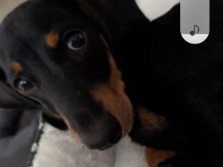 Dachshund – Westmead