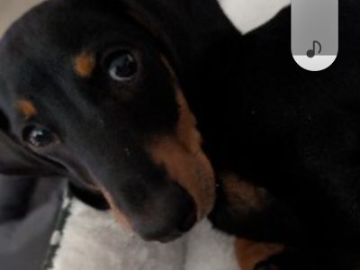 Dachshund – Westmead