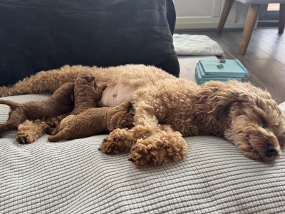 Toy Poodle – Leticia