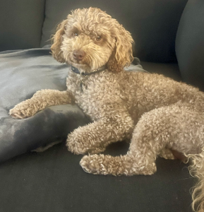 Poodle Mini – Jacqui Padgett