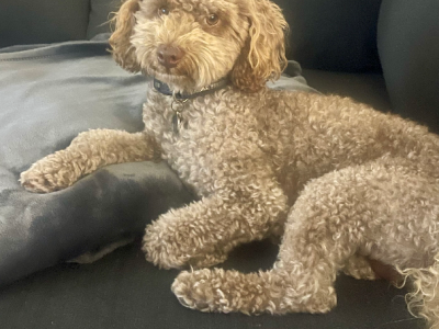 Poodle Mini – Jacqui Padgett