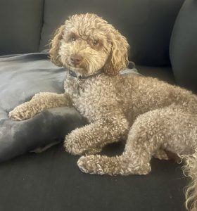 Poodle Mini – Jacqui Padgett